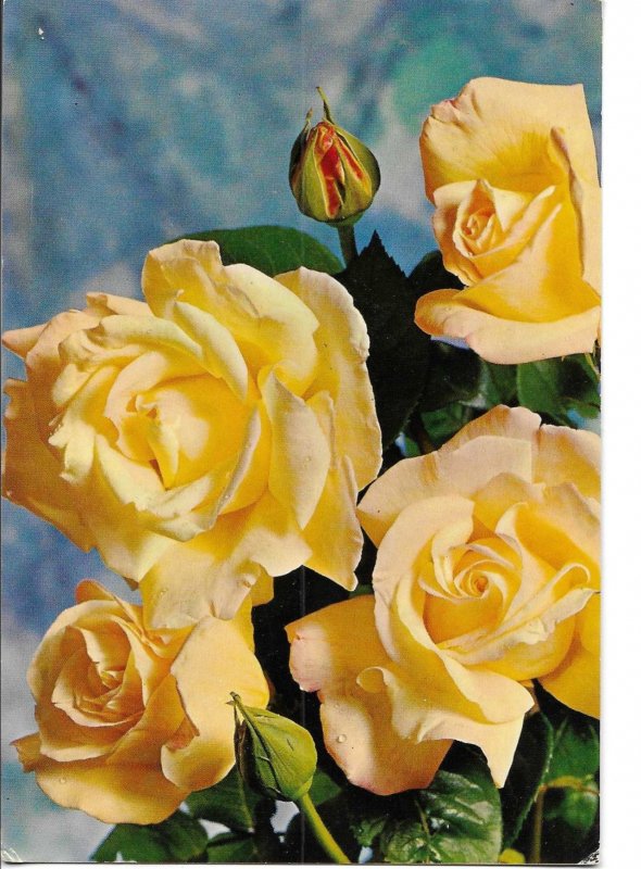 Yellow roses and bud Modern Italian photo postcard 1970s