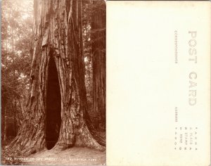 Mother of the Forest, Redwood Park (17774