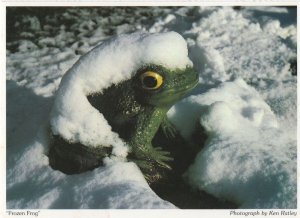 Frozen Frog Essex Bizarre Rare Postcard