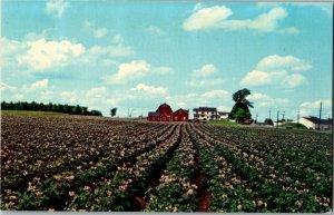 Aroostook County Scene, Potato Blossoms US Rte 1 ME Vintage Postcard C65