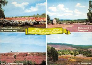 BG11140 gruss aus der luneburger  heide sheep mouton   germany