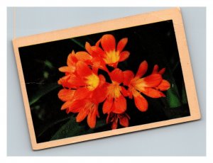 Vintage 1920's Trade Card - Coca Cola - Orange Bosielie Bush Lily Flower