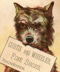 Lot Of 3 1880's-90's Curtis & Wheeler Fine Shoes J.B Gilbert Lovely Dogs P188