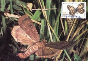 Hipparchia Azorina Nymphalidae Butterfly Insect Rare Photo Stamp First Day Cover