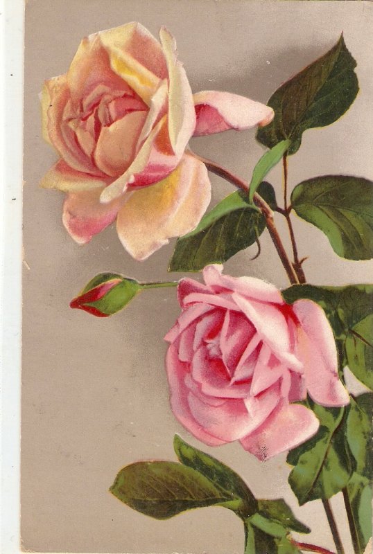 Beautiful roses  Nice vintage Swiss postcard