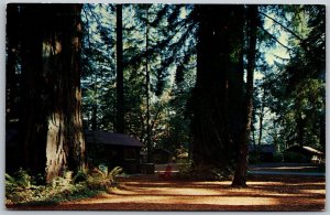 Vtg California CA Hartsook Inn Cottages View Giant Redwood Highway Postcard