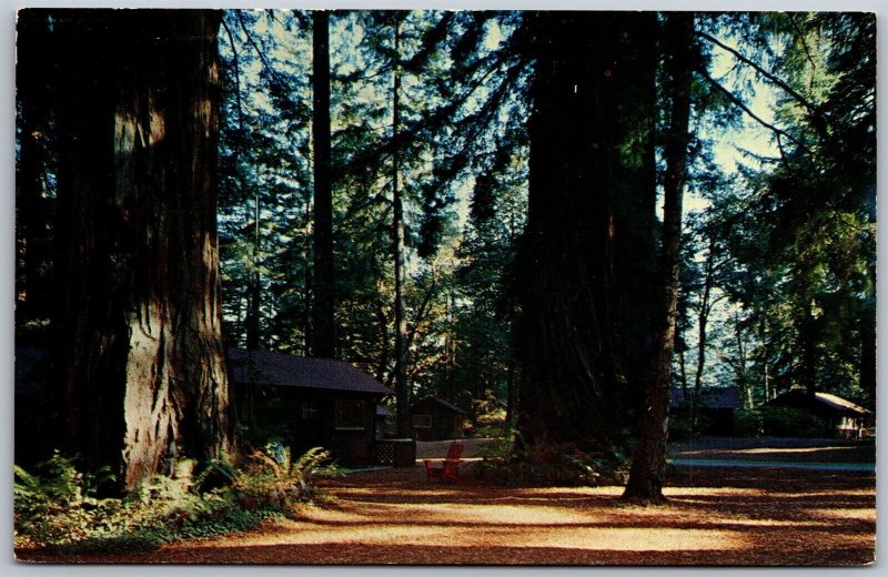 Vtg California CA Hartsook Inn Cottages View Giant Redwood Highway Postcard