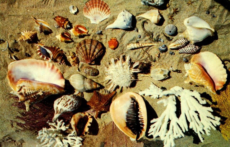 Florida Sea Shell Collection