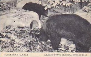 Illinois Springfield Black Bear Habitat Illinois State Museum Artvue