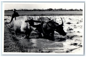 Thailand Postcard Tui Kwai Water Buffalos Agriculture Farm c1960's RPPC Photo