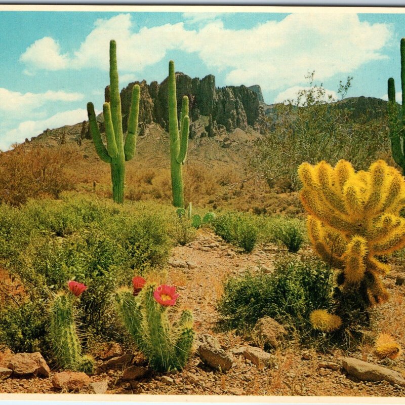 c1970s Phoenix, AZ Saguaro Cactus Blooms Desert Landscape View Chrome 4x6 PC M22