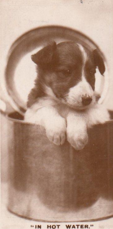 Dog In Hot Water Kettle Old German Real Photo Dogs Cigarette Card