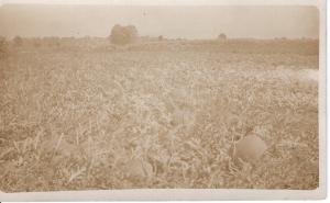 US    PC1587 RPPC - PUMPKIN FARM  EARLY 1900'S