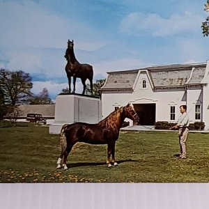 Vintage Postcard University of Vermont Morgan Horse Farm Weybridge VT 1978  759