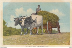 Hay making Time , Quebec , Canada , 1944 ; Ox Cart