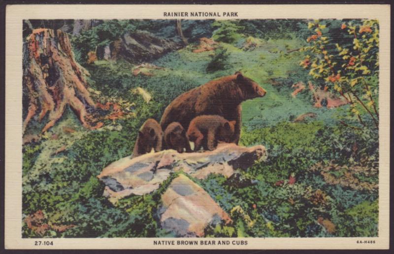 Brown Bear and Cubs,Rainer National Park Postcard