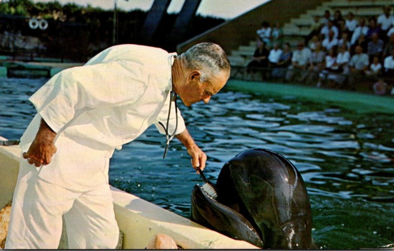 Florida Marineland Oceanarium Doctor Brushes Teeth Of Trained Whale 1967