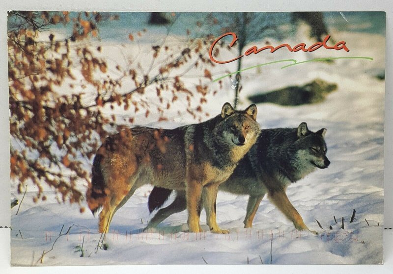 Timber Wolf Canada Vintage Postcard