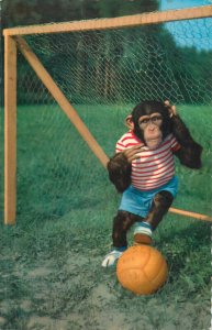 Funny animals postcard football chimp
