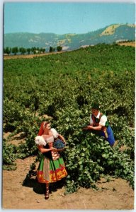 M-103442 Italian Swiss Colony Vineyard Scene at Asti Sonoma County California