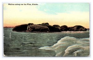 Postcard Walrus Asleep On Ice Floe Alaska