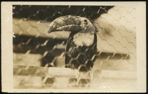 Lemon crested toucan, Catalina Island Bird Park. AZO Real Photo Postcard