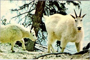 Postcard ANIMAL SCENE Banff Alberta AB AK2278