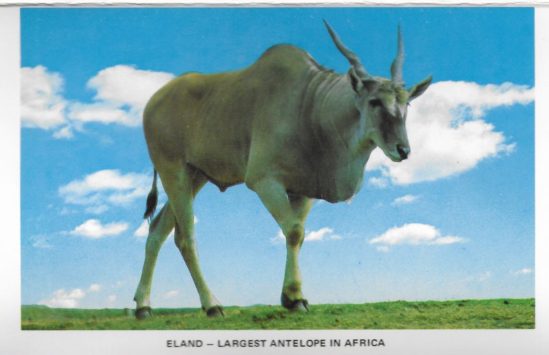 US Postcard Souvenir Folder unused.  Lion Country Safari. 14 Pictures.  .