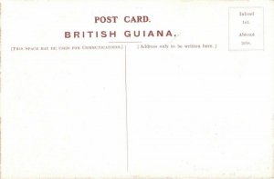 british guiana, Guyana, GEORGETOWN, Avenue of Cocoanut Palms to Sea Wall (1910s)