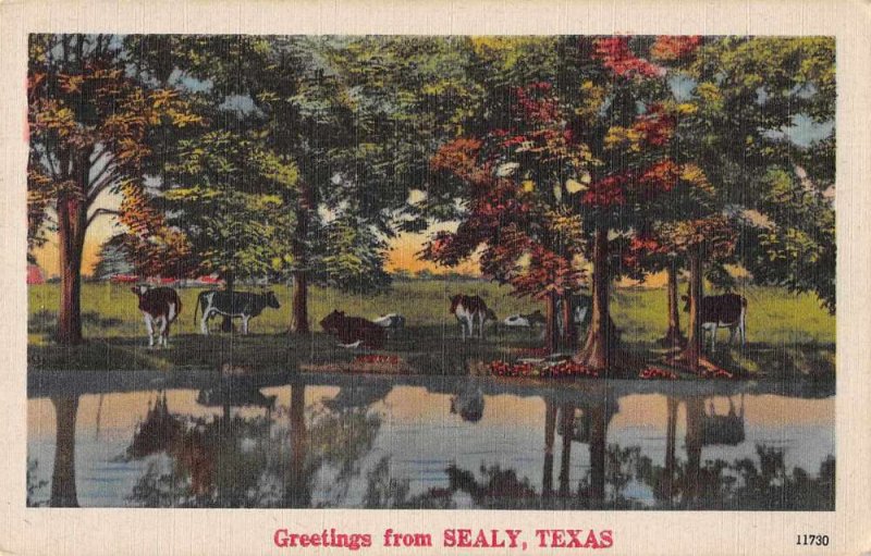 Sealy Texas Greetings Cows Scenic Vintage Postcard JF686311