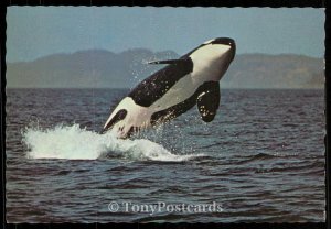 Killer Whale - Orcinus orca