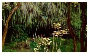 Tropical Ferns highlight this cavern on the island of Kauai Hawaii Postcard