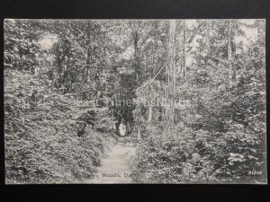 Surrey DORKING In Glory Woods c1904 Old Postcard by Valentine 31516