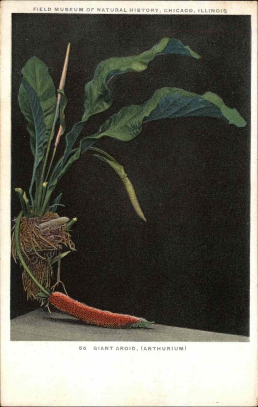 Botany Botanical Art Giant Aroid Field Museum of Natural History c1910 Postcard