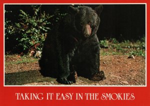 Black Bear,Great Smokey Mountains National Park