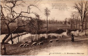 CPA Auvergne Moutons au Paturage FRANCE (1289554)