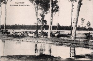 Australia Sydney Paysage Australien Vintage Postcard C104