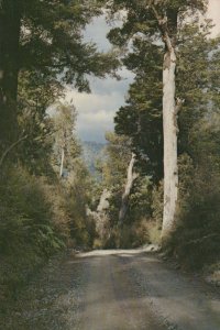 New Zealand Postcard - Beech Forest, Kaimanawa Forest Park RR9458