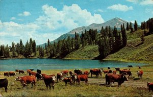 South Dakota Typical Cattle Herd 1966