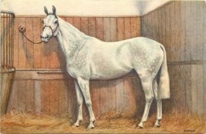 Stehli Horse Art Postcard 148. Beautiful Dapple Gray in Stall, A/S Alderson
