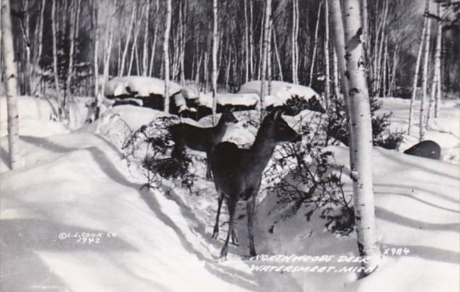 Michigan Watersmeet Northwoods Deer