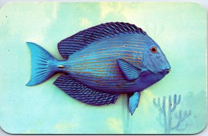 VINTAGE POSTCARD BLUE TANG FOUND ON CORAL REEFS FLORIDA KODACHROME BY VALENCE