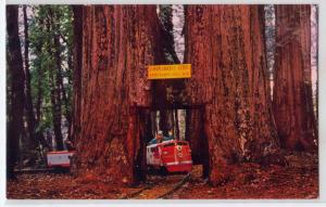 Drive-Thru Tree CA - Miniature Train