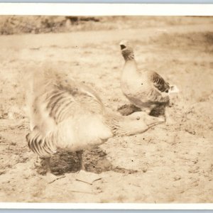 c1910s Cute Bird Mating Dance Ritual RPPC Cute Duck Geese Squawk Real Photo A193