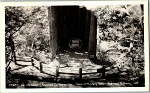RPPC Redwood Cathedral Tree, Trees of Mystery CA Sawyers Vintage Postcard F49