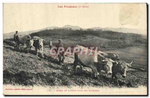Old Postcard Folklore Pyrenees Plowing Scene in the Pyrenees