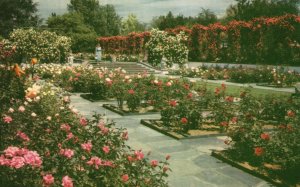 Vintage Postcard Lambert Rose Summer Gardens Bloom Portland Oregon OR