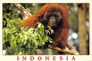 BR44050 Indonesia singes monkey animaux animals