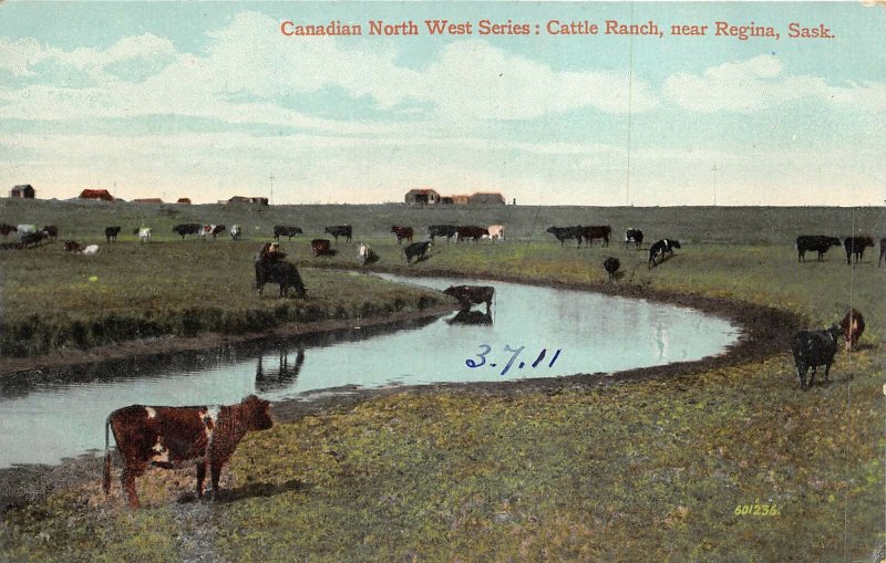 br105544 cattle rach near regina sask canada