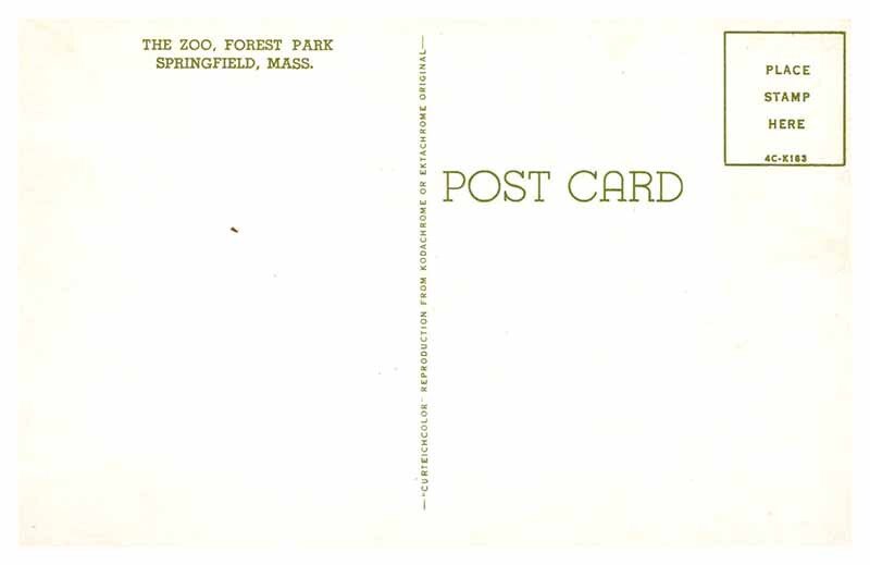 Postcard ZOO SCENE Springfield Massachusetts MA AS4043